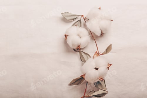 Preview: Branch with white fluffy cotton flowers on white background from organic flax.