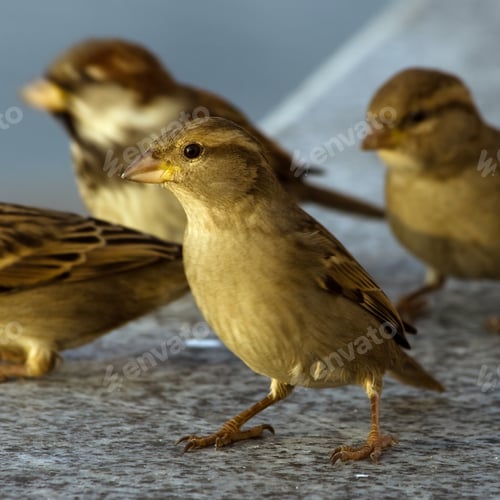 Preview: Sparrows