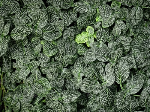 Preview: High Angle View of Green Plants with Small Patterned Leaves