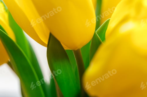 Preview: Close up image of yellow tulip