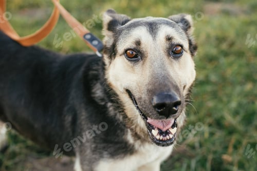 Preview: Volunteer hugging mixed breed german shepherd dog in green park
