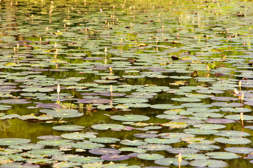 Preview: Waterlily, lotus flowers in pond