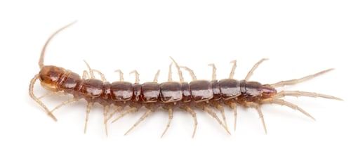 Preview: Centipede in front of white background