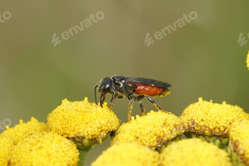 Preview: Closeup on the large, brilliant red cleptoparasite blood bee, Sphecodes species