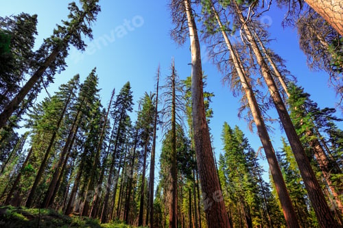 Preview: Forest Of Sequoias In The Mariposa Grove At Yosemite National Park In California