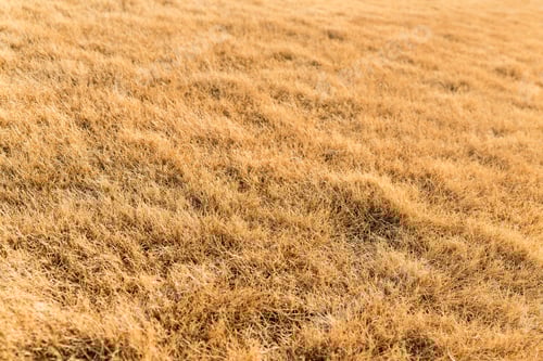 Preview: Field of Dry Grass in Sunny Conditions