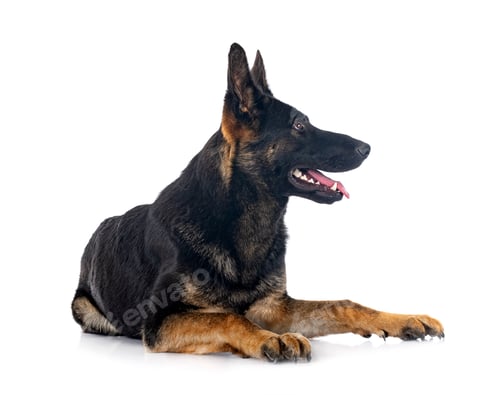 Preview: young german shepherd