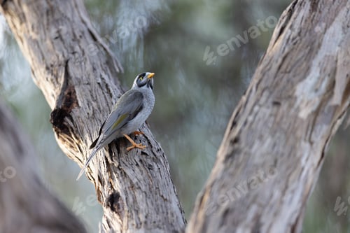 Preview: Australian Noisy Minor Bird in Victoria Australia