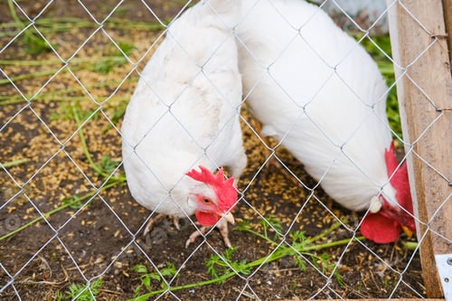 Preview: A rooster with a red crest on its head and white plumage eats grains behind a net in a wooden