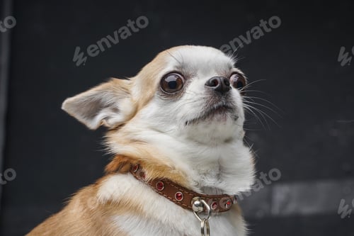Preview: Funny chihuahua doggy staring at camera against dark background