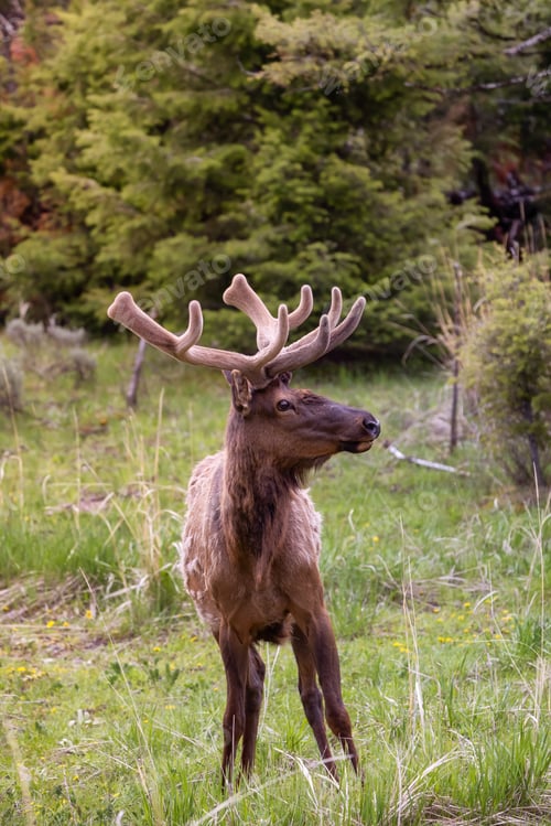 Preview: Elk eating grass near Forest in American Landscape.