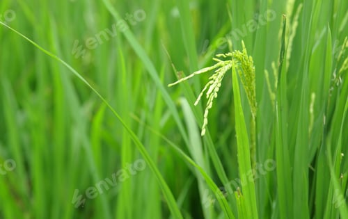 Preview: paddy rice in field