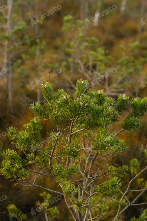 Preview: Spruce branches in the swamp in the Yelninsky Nature Reserve, Belarus,