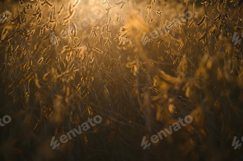 Preview: Soybean pods on the plantation at sunset. Agricultural photography.