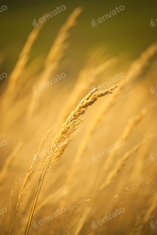 Preview: Closeup of yellow autumn grass in sunset after dry summer