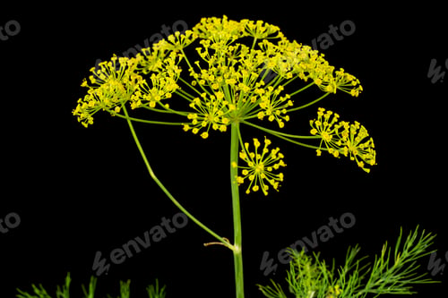 Vista previa: Umbrella flower of Dill, used in kitchen cooking to flavor, isolated on black background