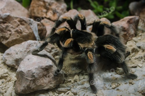 Preview: Closeup shot of furry tarantula at ARTIS Zoo in Amsterdam, Netherlands
