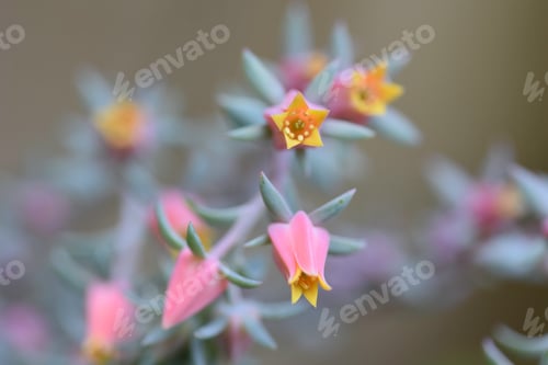 Preview: Succulent