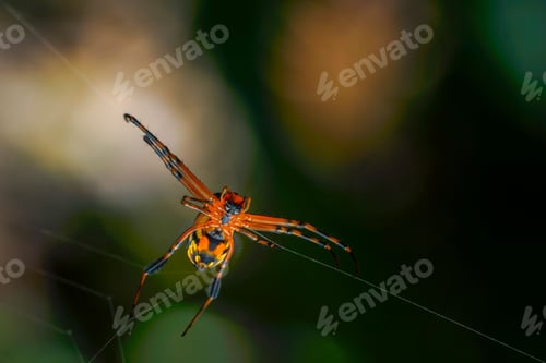 Preview: Closeup of a Leucauge spider, long-jawed orb weaver on a spider web against a blurred background