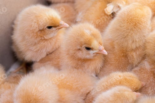 Preview: Close up newborn chicken, chicken farm