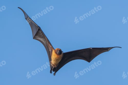 Preview: Indian flying fox soaring in the clear blue sky