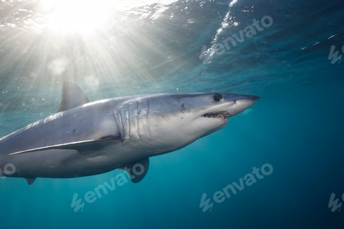 Preview: Underwater view of shortfin mako shark (Isurus oxyrinchus) swimming below sunbeam, West Coast, New