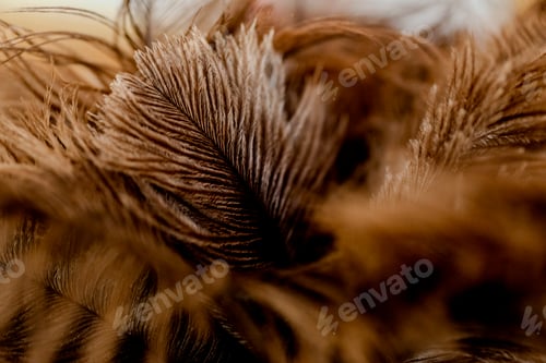 Preview: feathers in focus with the person laying down in the background