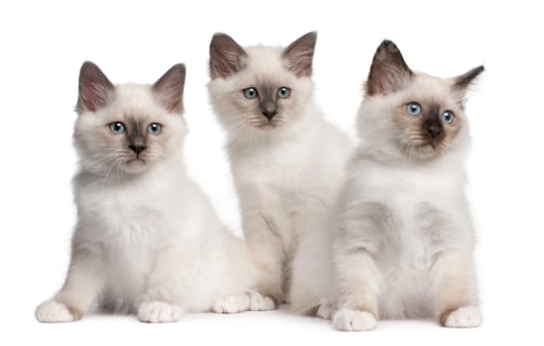 Preview: Birman Kittens, 2 months old, sitting in front of white background