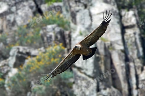 Vorschau: Gänsegeier (Gyps fulvus) in seiner natürlichen Umgebung