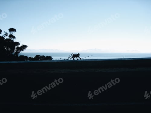 Vista previa: Monkey silhouette walking on the road