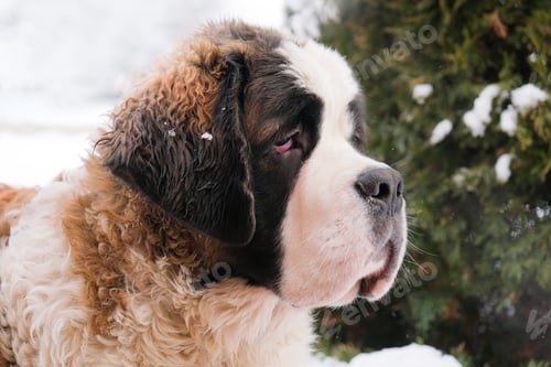 Preview: Portrait of saint bernard adult dog walking outdoors in winter day