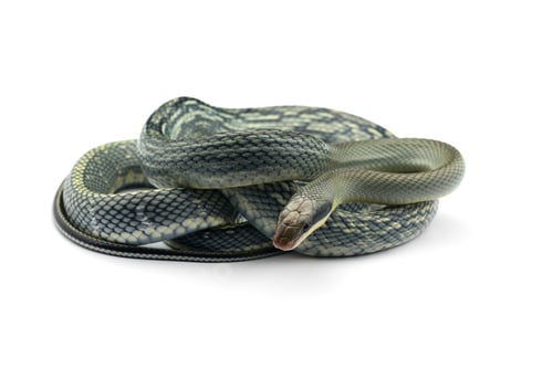 Preview: Beauty rat Snake isolated on white background