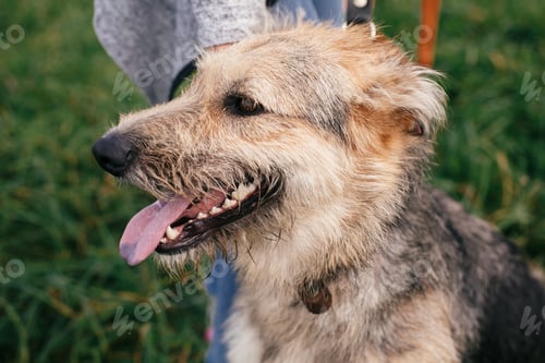 Preview: Adorable dog with sweet emotions