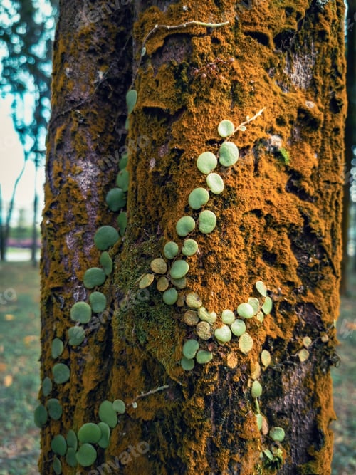Preview: Parasitic vine wrapped around tree trunk in tropical park.