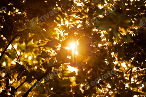 Preview: Warm yellow sunlight through tree foliage, beautiful sunshine streaming through tree leaves
