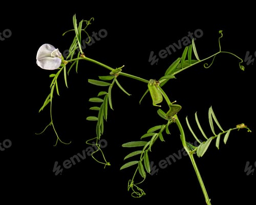 Preview: Light violet flowers of wild sweet pea, isolated on black background