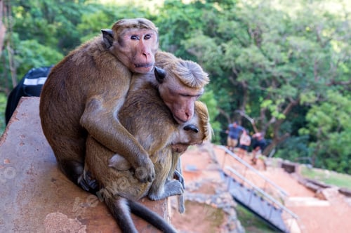 Preview: Monkeys Hugging Affectionately on a Stone Ledge
