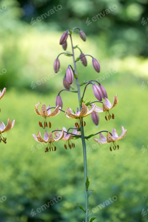 Preview: Closeup of Lilium Martinagon in a green field.