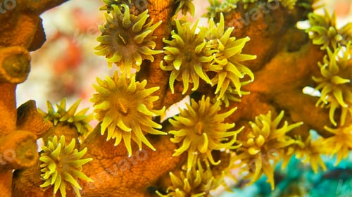 Preview: Multi-branched Trees Polyp Corals, Maldives