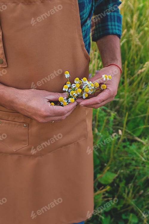 Preview: A man collects medicinal herbs in a field. Selective focus.