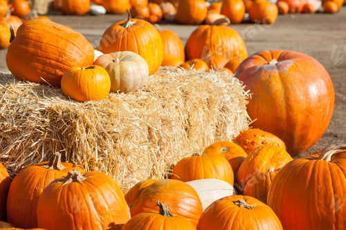 Preview: Fresh Orange Pumpkins and Hay in a Rustic Outdoor Fall Setting.