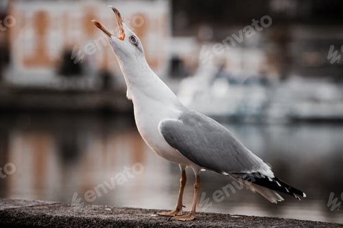Preview: Sea gull standing on wall