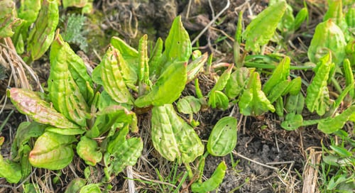 Preview: Fresh young green sorrel in the spring garden. Horizontal photo. Selective focus. Vegetarian.