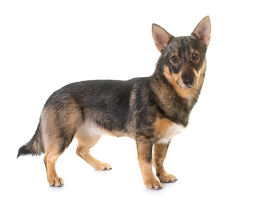 Preview: Swedish Vallhund in studio