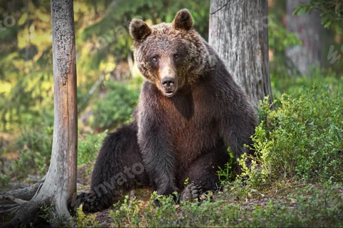 Preview: Big brown bear sitting between two trees in a forest in Finland