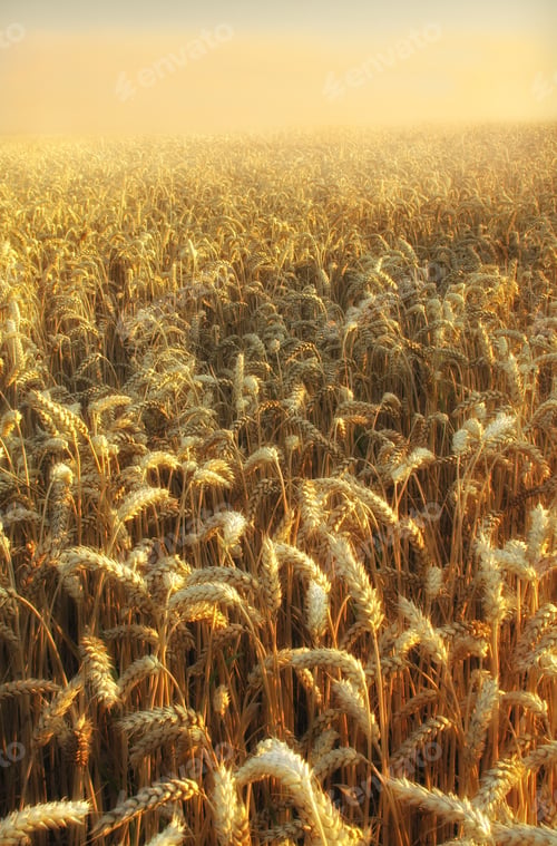 Preview: Time for harvest - early moring at the countryside