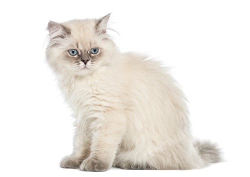 Preview: Side view of a British Longhair kitten sitting, 5 months old, isolated on white