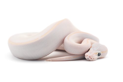 Preview: Snake Ball python isolated on white background