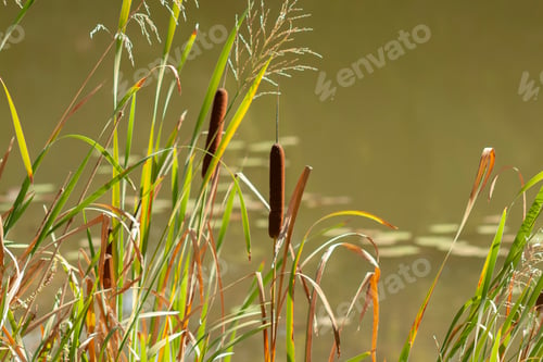 Preview: Broadleaf cattail plant