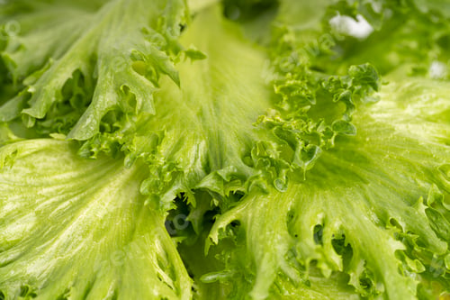 Preview: Green salad macro photography. Vegetarian and diet concept